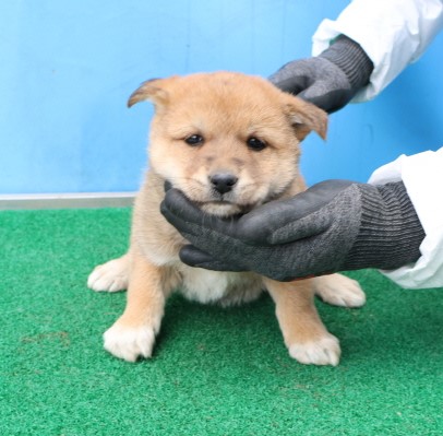 제주 동물보호센터_450650202500488